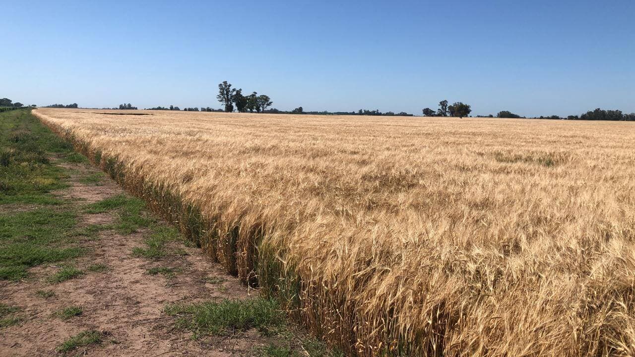 Campo de cebada de Legión Agro