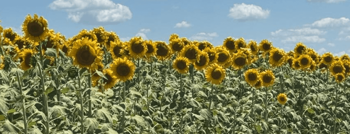 Campo de girasol de Legión Agro