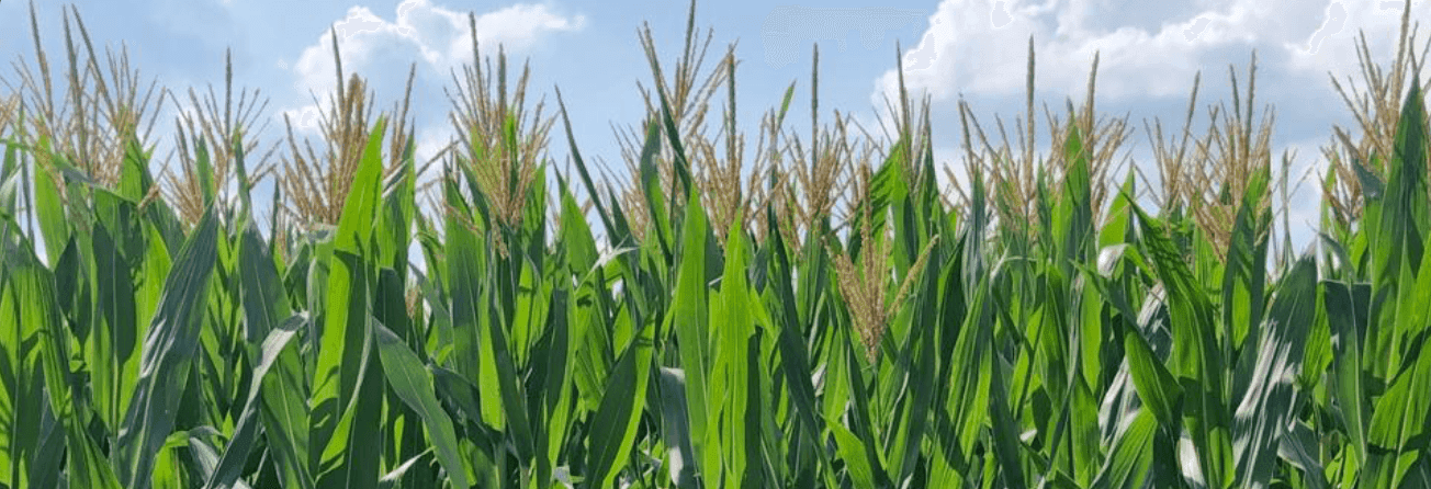 Campo de maíz de Legión Agro