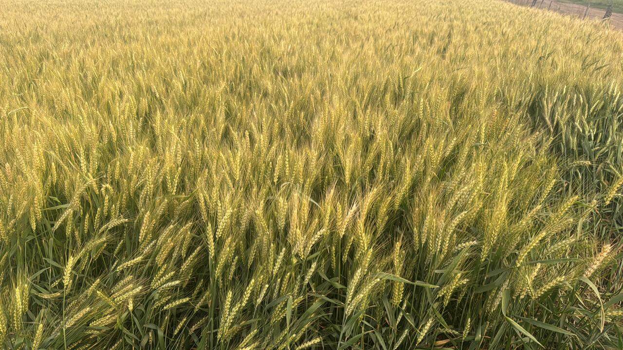 Campo de trigo de Legión Agro